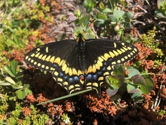 Papilio brevicauda