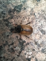 Amphimallon ruficorne