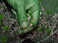 Thymophylla tephroleuca