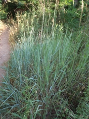 Elymus pungens