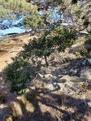 Quercus pacifica