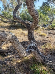 Quercus pacifica