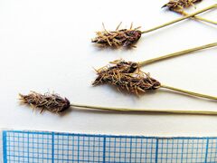 Eleocharis kamtschatica