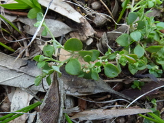 Chenopodium desertorum microphyllum