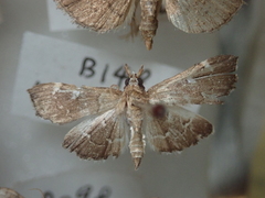 Protonoceras capitalis