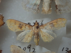 Pachynoa sabelialis