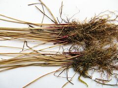 Eleocharis kamtschatica