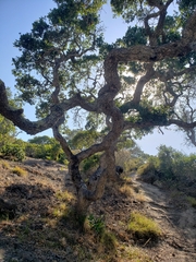 Quercus pacifica