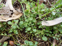 Chenopodium desertorum microphyllum