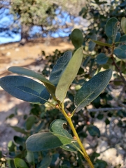 Quercus pacifica