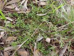 Chenopodium desertorum microphyllum