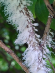 Prociphilus xylostei