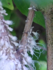 Prociphilus xylostei