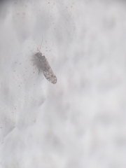 Philotarsidae