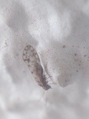 Philotarsidae