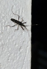 Narbo biplagiatus