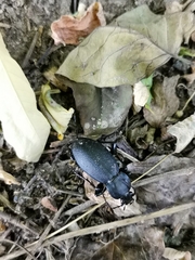 Carabus coriaceus