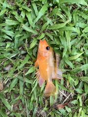 Amphilophus citrinellus