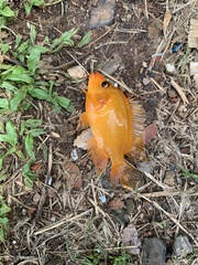 Amphilophus citrinellus