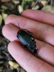 Carabus coriaceus