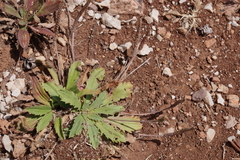Plantago serraria