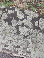 Protoparmeliopsis muralis