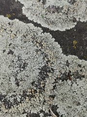 Protoparmeliopsis muralis