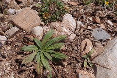 Plantago serraria
