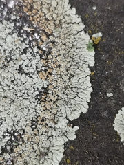 Protoparmeliopsis muralis