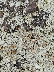 Protoparmeliopsis muralis