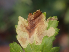 Calycomyza artemisiae