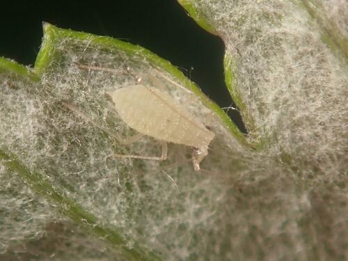 Aphid