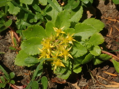 Phedimus kamtschaticus