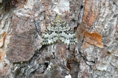 Electrophaes corylata