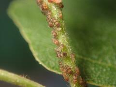 Callipterinella tuberculata