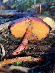 Cortinarius cardinalis