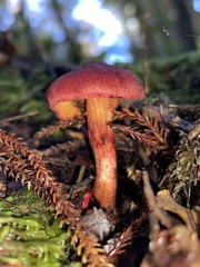 Cortinarius cardinalis