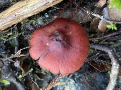Cortinarius cardinalis