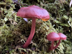Cortinarius cardinalis