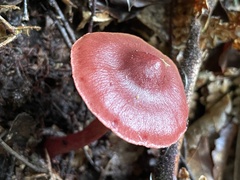 Cortinarius cardinalis