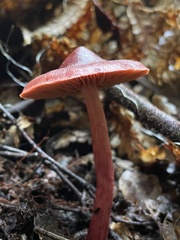 Cortinarius cardinalis