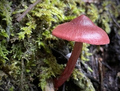 Cortinarius cardinalis