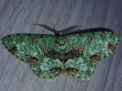 Ophthalmitis