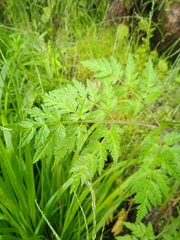 Conioselinum