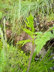 Conioselinum