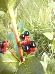 Lonicera involucrata