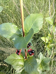 Lonicera involucrata