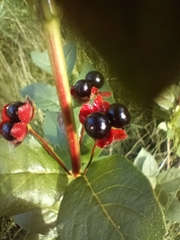 Lonicera involucrata