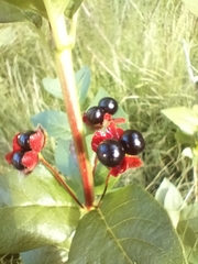Lonicera involucrata