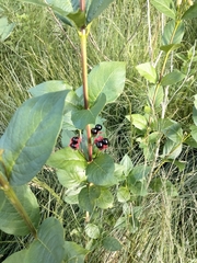 Lonicera involucrata